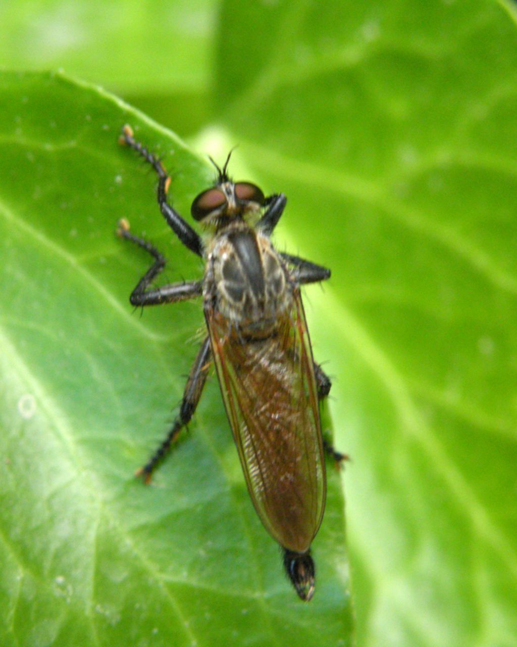 Asilidae greci